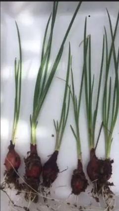 今植える時期、無農薬、除草剤、化学肥料無使用分葱1株2〜4本ずつ、12本