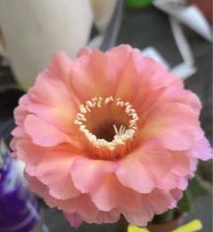 貴重実生品種‼️新種花サボテン No.11カキコ1個 - メルカリ