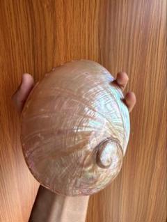 アバロン シェル　特大15.5cm