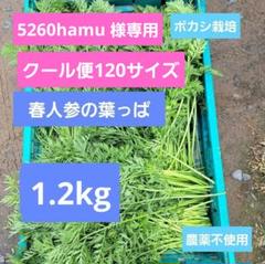 5260hamu ！ボカシ栽培の春人参の葉っぱ1.2kgとケール1kg 5260 hamu様専用！ボカシ栽培春人参の葉っぱ1.2kg とケール1kg