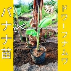 ドワーフナムワ 苗2本子株付き｜Yahoo!フリマ（旧PayPayフリマ）