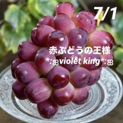 12*:ஐ赤ぶどうの王様！濃厚な甘さ*:ஐぶどう・苗木