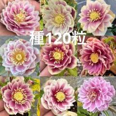 【最終セール】種子採取、終了‼️ ⭐️種子❤️100粒❤️極上⭐️クリスマスローズ クリスマスローズ 種 120粒 - メルカリ