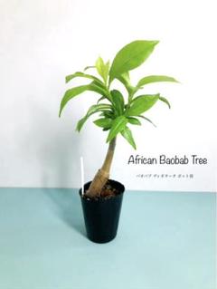 バオバブ アダンソニア ディギタータ □ポット苗□ 観葉植物