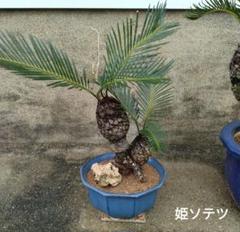 蘇鉄盆栽　ソテツ　山採り　寄せ植え お値下げ不可 蘇鉄盆栽ソテツ山採り寄せ植え お値下げ不可