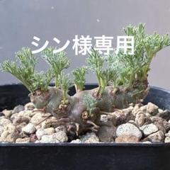 モンソニア　ムルチフィダ　実生44 モンソニア ムルチフィダ 実生44 - メルカリ