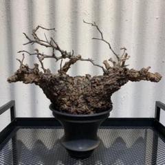 カタチ製作所 ドリッパーの中古/未使用品 - メルカリ