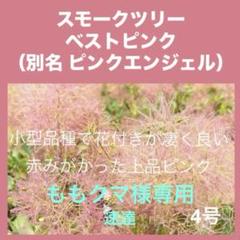 P3スモークツリー桃花接木高さ70cm4.5号ポット大苗ピンクエンジェル 庭木・植木：スモークツリー6号*樹高60cm 3種 レッドラーフ