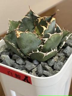 アガベチタノタ海王　鉢ごと発送　検）斑入　白鯨　オテロイ　オアハカ　ハデス アガベチタノタ海王 鉢ごと発送 検）斑入 白鯨 オテロイ