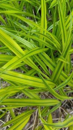 斑入り風知草 20芽程度 フウチソウ