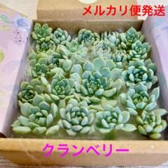 専用❤️メルカリ便付き同梱-250円　多肉植物　ハオルチア 丸葉月影 鉢のまま ハオルチア 緑線コンプト 超クリア窓 乱舞 交配 多肉植物 - メルカリ