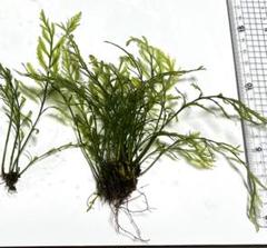 ボルビティスヒュディロティ山盛りセット 楽天市場】（水草）巻きたて ボルビティス ヒュディロティ 風