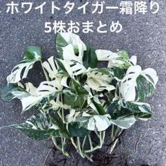 斑入りモンステラ霜降りホワイトタイガー 5株おまとめ葉付き茎ボルシギアナ 斑入りモンステラ霜降りホワイトタイガー 5株おまとめ葉付き茎