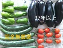 きゅうり なす トマト ピーマン 大葉 無農薬 (No.12)リピ100円引