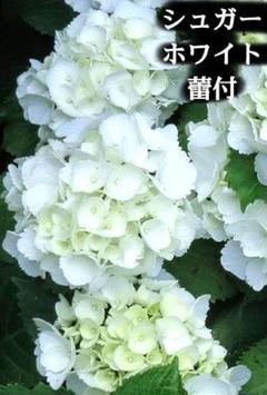 紫陽花〈シュガーホワイト〉ハイドランジア 苗 シルクパール 白 ライムグリーンのサムネイル