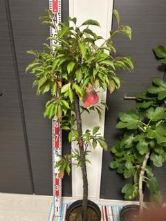 大石早生プラム苗木 約90cm 大株 - メルカリ