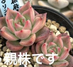 2025年最新】リンゼアナ 実生の人気アイテム - メルカリ
