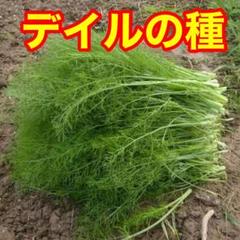 ベトナム デイルの種 袋込み10g約6000粒