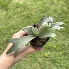 P. willinckii 'Jenny' TC 2125 - メルカリ