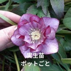 クリスマスローズ　株分け苗a メルカリ便 クリスマスローズ株分苗 - メルカリ