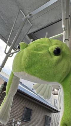 うみたまご　カエル　ぬいぐるみ