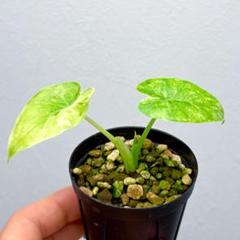 アロカシア オドラ イエロー 斑入り クワズイモ○観葉植物 耐陰