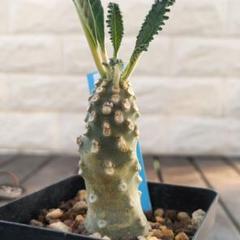 bk32 ドルステニア ラブラニー メス 雌雄 塊根植物 コーデックス
