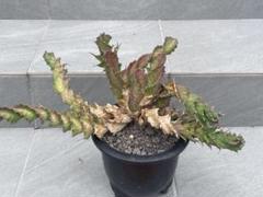 速達トルチラマ実生 ユーフォルビア大きく詰まった株 ユーフォルビア トルチラマ1 | STELLA.PLANTS