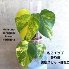 極上極美斑 モンステラ　 ボルシギアナ オーレア バリエガータ ねこチップ 極上極美斑 モンステラ ボルシギアナ オーレア バリエガータ