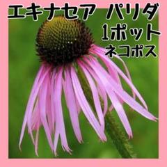 ③残りわずか【エキナセア パリダ苗】ネコポス発送★ハーブ苗のサムネイル