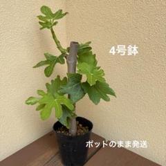 イチジク挿木苗 訳有り苗 楽天市場】イチジクの苗木の通販