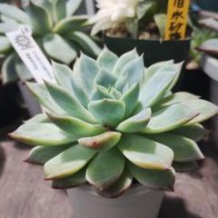2025年最新】札付き 多肉植物の人気アイテム - メルカリ