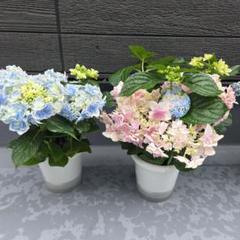 2025年最新】紫陽花 鉢の人気アイテム - メルカリ