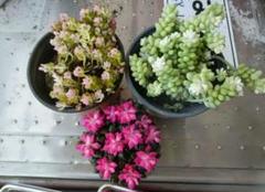 多肉植物 お買い得セット ビアホップ雪花玉 花月 ロココ 銭串錦 吹雪の松 多肉植物 お買い得セット 雪花玉ペンダント錦 レッドベリー錦大
