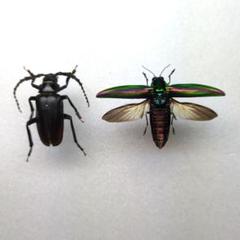タマムシのように輝くチリカミキリのペア【標本】 タマムシのように輝くチリカミキリのペア【標本】 昆虫用品