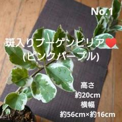 斑入りブーゲンビリア NO338　鉢ごとらくらくメルカリ便にて発送‼️ 2025年最新】ブーゲンビレア 盆栽の人気アイテム - メルカリ