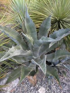 アガベ　ハイブリッド　ファンキートゥース　チタノタ　斑入り　パリー　パラサナ Hide | Agave parrasana x parryi-truncata hybrid アガベ