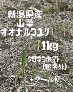 新潟県産　山菜オオナルコユリ　1kg (クロネコヤマト)+クール便 新潟県産 山菜オオナルコユリ 1kg (クロネコヤマト)+クール便
