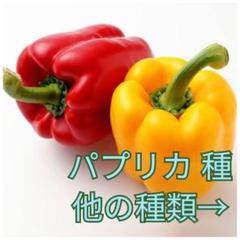 野菜種☆パプリカ☆変更→空芯菜 チンゲン菜 スイスチャード わさび菜