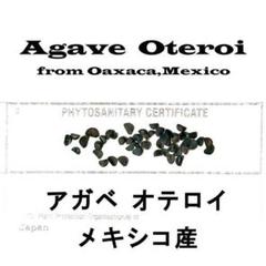 5月入荷 オテロイ 種子 証明書あり 1000粒 チタノタ  アガベ 2025年最新】オテロイの人気アイテム - メルカリ