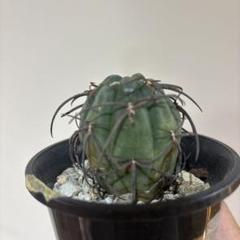 黑刺天平丸 Gymnocalycium spegazzinii f. unguspinum ギムノカリキウム 短