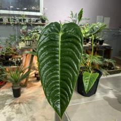 2025年最新】anthurium veitchiiの人気アイテム - メルカリ