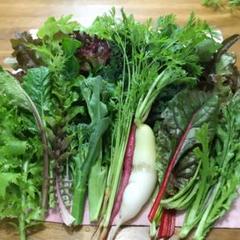 野菜詰め合わせ ポス50
