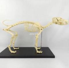 犬の骨格模型 解剖学標本 学習用犬骨格 獣医師やペットケアに最適 犬の骨格模型 解剖学標本 学習用犬骨格 獣医師やペットケアに