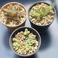 2025年最新】多肉植物ハオルチアの人気アイテム - メルカリ