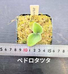 2025年最新】ペドロ ビカクシダの人気アイテム - メルカリ