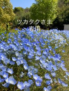 マキアージュ