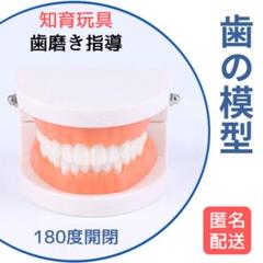 歯の模型 歯磨き モンテッソーリ 歯医者 知育玩具 子供 幼児教育 本格仕様