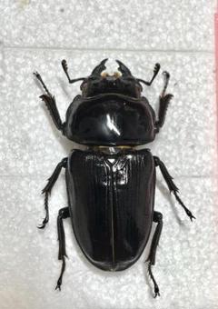 2025年最新】クワガタ 標本 オオの人気アイテム - メルカリ