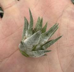 Tillandsia Ionantha Mad Max 速達発送 - メルカリ